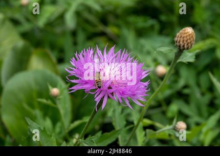 Hummel sammelt Pollen von einer schönen rosa perserkornblume Stockfoto