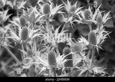 Eryngien, auch bekannt als Seeteule mit stacheligen Blättern und einer charakteristischen Rüsche um die Blütenköpfe in Schwarz und Weiß Stockfoto