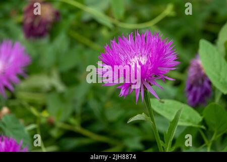 Schöne leuchtend rosa perserkornblume Stockfoto