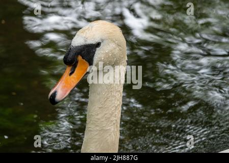 Nahaufnahme eines eleganten Schwanenkopfes Stockfoto