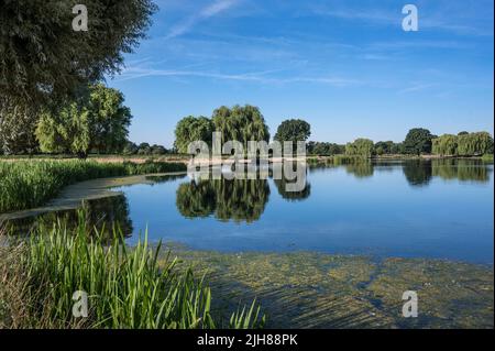 Heron Pond im Bushy Park an einem sehr heißen Tag Stockfoto