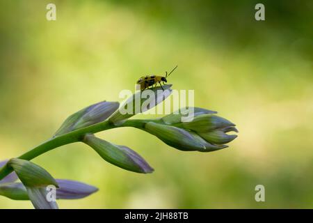 Gelber Gurkenkäfer auf einer Hosta-Blütenknospe Makrofotografie an einem Sommertag Stockfoto
