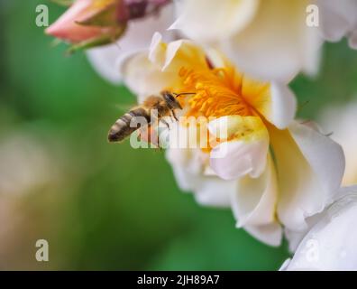 Makro einer Biene, die zu einer weißen Rosenblüte fliegt Stockfoto