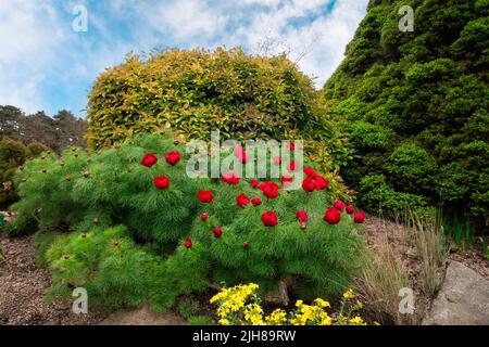 Paeonia tenuifolia , Pfingstrose, die SteppenPfingstrose oder die Farnblatt Pfingstrose im Botanischen Garten Kopenhagen genannt wird. Stockfoto