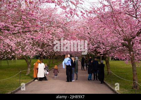 Blühen Sie japanische rosa Kirschbäume auf dem Bispebjerg Kirkegaard Friedhof in Kopenhagen, Dänemark Stockfoto