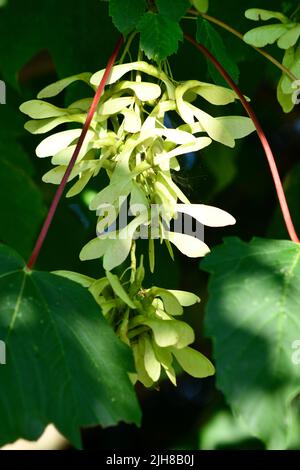 Esche (fraxinus) mit Aschenschlüssel in Nahaufnahme Oxfordshire England Stockfoto