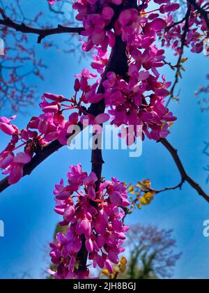 Eine Nahaufnahme von rosa Judas-Baum-Blumen, die im Frühling im Garten wachsen Stockfoto