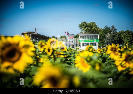 Alte Zeitnehmerhütte & Tribüne der verlassenen Rennstrecke Reims-Gueux von den großen Sonnenblumenfeldern entlang der Straße aus gesehen Stockfoto