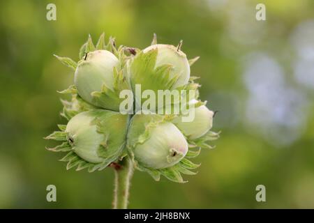 Hazel Corylus avellana - frische Haselnüsse Stockfoto