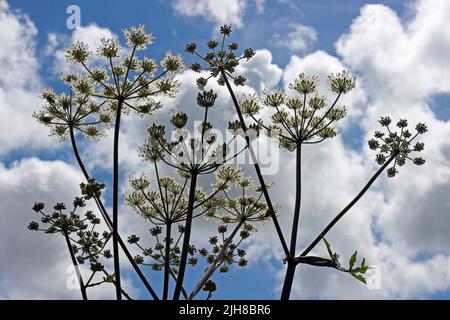 Blick von unten auf den Umbellifer Pignut Conopodium majus Stockfoto