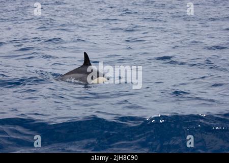Ein gewöhnlicher Delfin (Delphinus delphis), der im Meer auf Madeira, Portugal, schwimmt Stockfoto