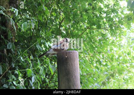 Eine Nahaufnahme eines Eurasischen eichelhähers (Garrulus glandarius), der auf einem Holzpfosten thront Stockfoto