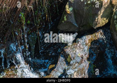 Junger Weißkehltauchler (Cinclus cinclus) steht auf einem Felsen in einem kleinen Bach, Bild aus Vasternorrland Schweden. Stockfoto