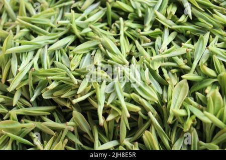 Die Nahaufnahme von frischen Blättern des chinesischen Tees Stockfoto