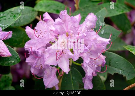 Rhododendron-Büsche mit sanft fliederfarbenen Blüten in einem Stadtpark Stockfoto
