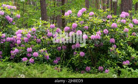 Rhododendron-Büsche mit sanft fliederfarbenen Blüten in einem Stadtpark Stockfoto