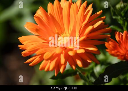 Detailreiche Nahaufnahme Pot Marigold 'Calendula officinalis' gemeiner Ringelblume, Ruddles, Marys Gold oder schottischer Ringelblume Stockfoto