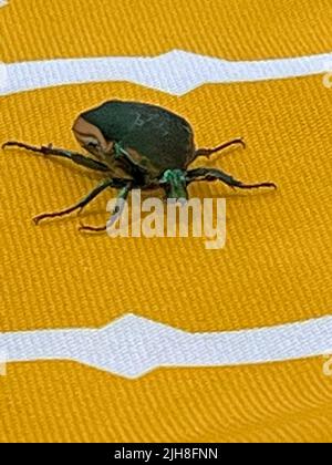 California Figeater Beetle Stockfoto