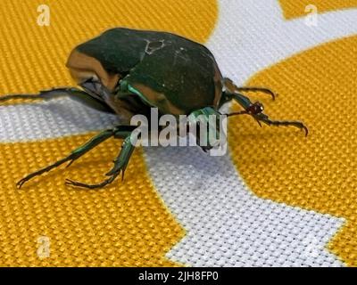 California Figeater Beetle Stockfoto