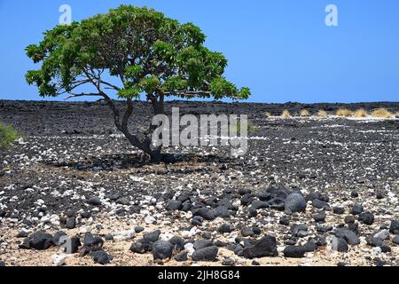 Mahai‘Ula Beach - ein berühmter Lavastrand nördlich von Kona Kailua, Kalaoa HI Stockfoto