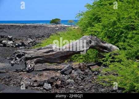 Mahai‘Ula Beach - ein berühmter Lavastrand nördlich von Kona Kailua, Kalaoa HI Stockfoto