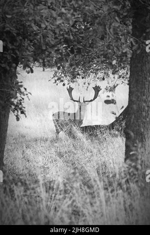 Eine vertikale Aufnahme eines europäischen Brachhirsches, der in Graustufen unter dem Baum steht Stockfoto