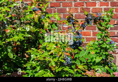 Holly magonia ist ein immergrüner Strauch, der in Nordamerika beheimatet ist. Blaue und violette Beeren-Trauben auf rotem Backsteinwand-Hintergrund, Kopierraum. Mitte Herbst. Stockfoto