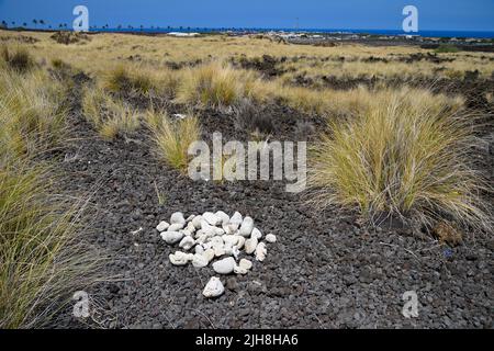 Mahai‘Ula Beach - ein berühmter Lavastrand nördlich von Kona Kailua, Kalaoa HI Stockfoto