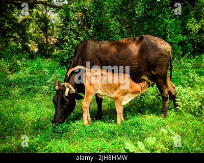 Eine Nahaufnahme eines Kalbes, das von seiner Mutter auf einer grünen Wiese ernährt wird Stockfoto