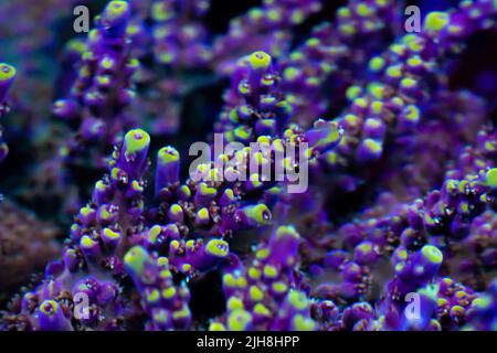 Eine Nahaufnahme der violetten Acropora-kleinen Polypen-Steinkoralle Stockfoto