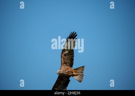 Ein roter Drachen (Milvus milvus) in Demonstration an einem Greifvogelzentrum Stockfoto