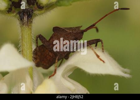 Nahaufnahme eines erwachsenen, gesprenkelten braunen pflanzenfressenden Dock-Käfers, Coreus marginatus, der auf einer weißen Brennnesselblume auf dem Feld sitzt Stockfoto