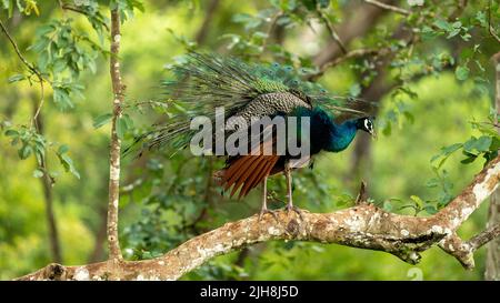 Indische Pfauenvögel (Pavo cristatus), die auf einem Ast aufgehen Stockfoto