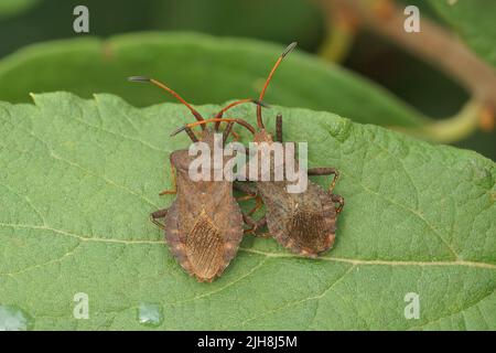 Nahaufnahme eines 2-jährigen gesprenkelten braunen pflanzenfressenden Dock-Käfer, Coreus marginatus, der auf einem Blatt im Garten sitzt Stockfoto