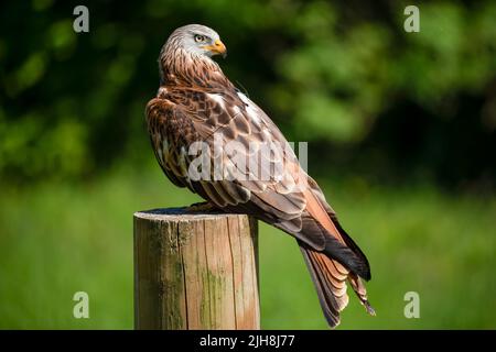 Ein roter Drachen (Milvus milvus) in Demonstration an einem Greifvogelzentrum Stockfoto