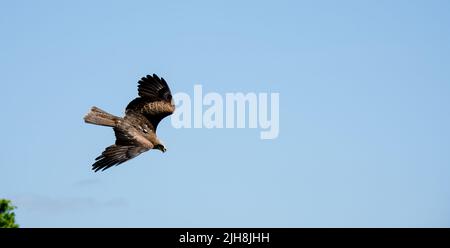 Ein roter Drachen (Milvus milvus) in Demonstration an einem Greifvogelzentrum Stockfoto