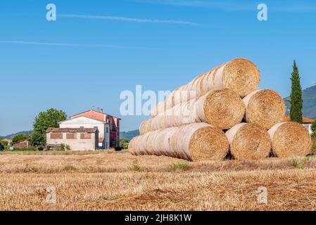 Großer Stapel von Heuballen auf einem Dürre versengten Feld in der Landschaft von Bientina, Pisa, Italien Stockfoto