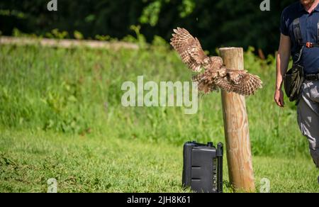 Eine Waldkauz (Strix aluco) bei der Demonstration in einem Greifvogelzentrum Stockfoto