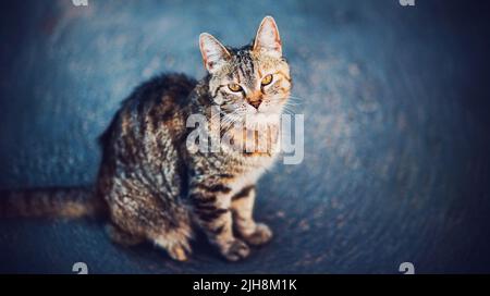 Porträt einer schönen flauschigen gestromten streunenden Katze mit gelben Augen, die auf dem Asphalt auf der Straße sitzt. Stockfoto