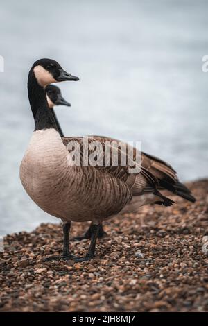 Eine vertikale Aufnahme von Kanadagänsen, die auf Kieselsteinen stehen, mit einem Meer im Hintergrund Stockfoto