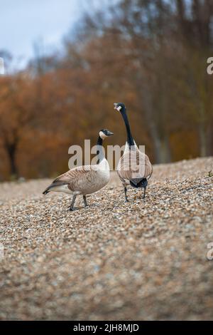 Eine vertikale Aufnahme von Kanadagänsen, die auf Kieselsteinen stehen Stockfoto