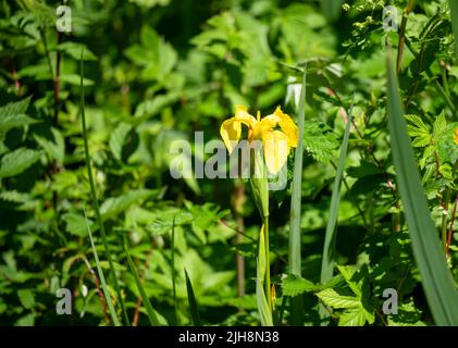 Eine gelbe Iris (Iris pseudacorus), auch bekannt als gelbe Flagge und Wasserflagge Stockfoto