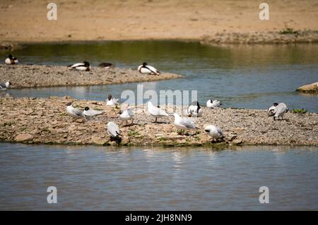 Wasservögel, Enten, Gänse, Schwäne und Möwen auf einer heiligtum Seeinsel Stockfoto