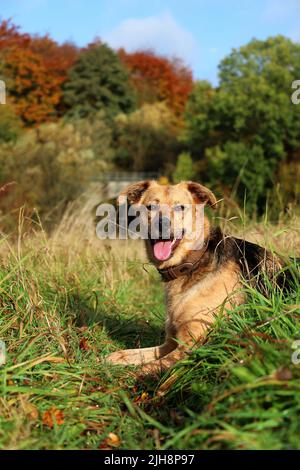 Die vertikale Ansicht eines Huntaway-Hundes, der an einem Herbsttag auf dem Gras ruht, mit Bäumen im Hintergrund Stockfoto