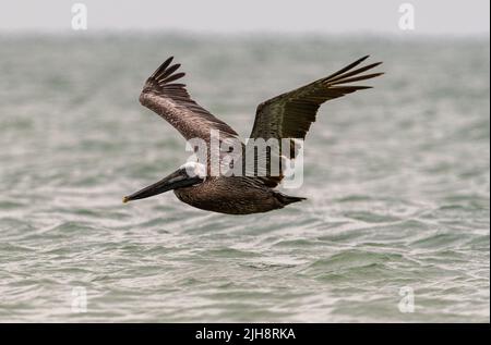 Ein majestätischer Kormoran, der in der Luft über dem ruhigen Meer schweben wird Stockfoto