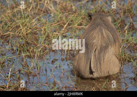 Nolan warthog Phacochoerus africanus africanus in einer Lagune. Niokolo Koba National Park. Tambacounda. Senegal. Stockfoto