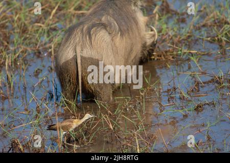 Unreifer afrikanischer Jacana Actophilornis africanus und Nolan warthog Phacochoerus africanus africanus. Niokolo Koba National Park. Tambacounda. Senegal. Stockfoto