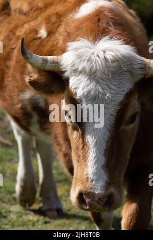 Eine Nahaufnahme von rot-weißen Hauskuh auf dem Feld Stockfoto