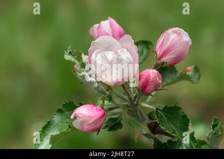 Eine flache Aufnahme von Apfelblüten, die im Garten blühen, mit unscharfem Hintergrund Stockfoto