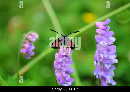 Sechs-Punkt-burnett (Zygaena filipendulae), füttert an einem getufteten Vetch (Vicia cracca), Sommer, Artvin - Türkei Stockfoto